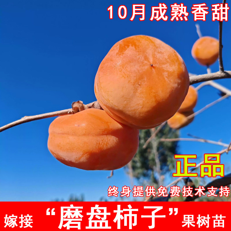 磨盘柿子苗树无核冻柿特大软柿苗南北方庭院地栽盆栽耐寒当年结果图片