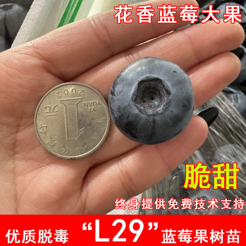 L29蓝莓苗带土特大花香蓝莓果树苗阳台盆地载南北方种植当年结果