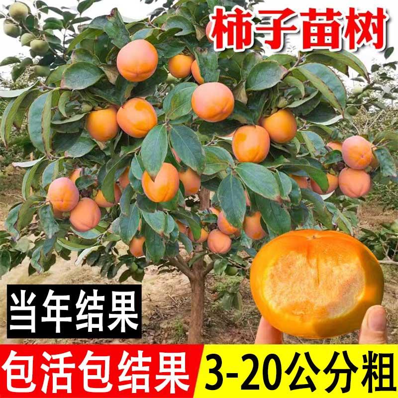 柿子树苗带土球发货当年可结果