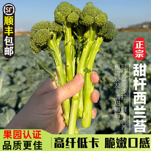 甜杆西兰苔新鲜西兰花米修斯花菜农家应季蔬菜优质脆爽【精品】