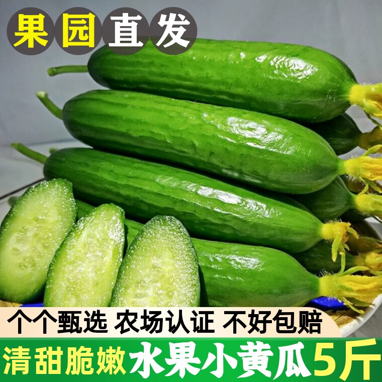 生吃水果黄瓜新鲜小黄瓜无刺青瓜玉女黄瓜白玉旱黄瓜孕妇现摘蔬果
