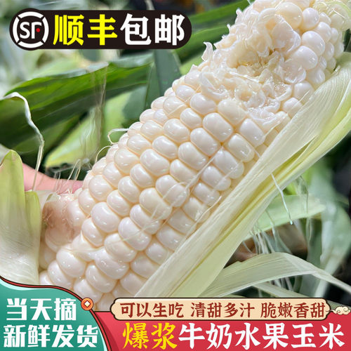香甜爆汁！可生吃的牛奶水果玉米