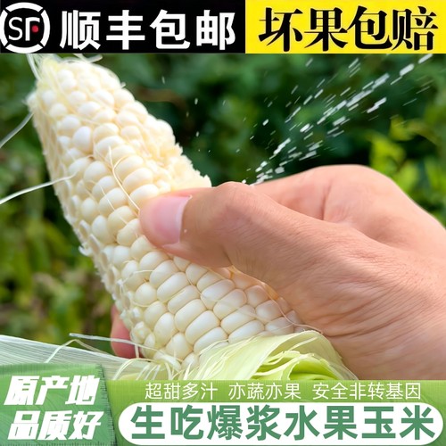 超甜！现摘水果玉米，清甜多汁！