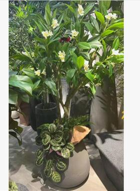仿真鸡蛋花手感胶布鸡蛋叶绿色假树叶园林室内外造景装饰鸡蛋花树