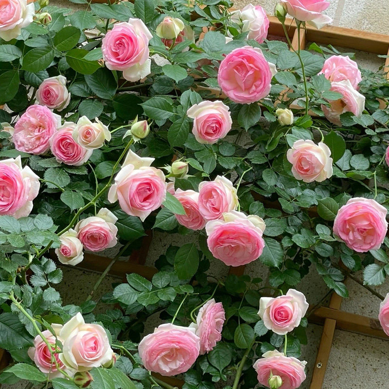 蔷薇花苗藤本月季 1米6大苗 特大爬藤植物多季开花卉盆栽玫瑰,鲜花速递/花卉仿真/绿植园艺,月季/蔷薇/玫瑰,淘宝优惠券,粉丝福利购,淘宝优惠卷