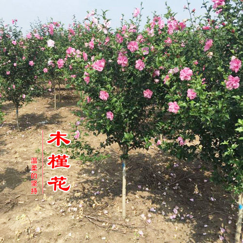 花郡都木槿木本花卉庭院夏秋耐寒