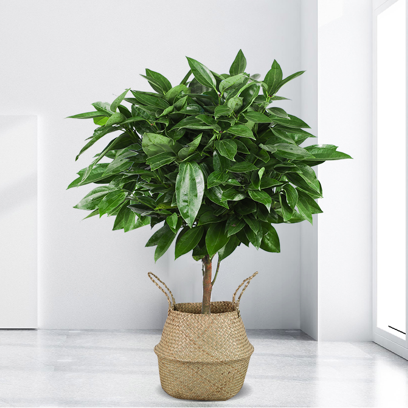 平安树大型盆栽花卉客厅绿植室内