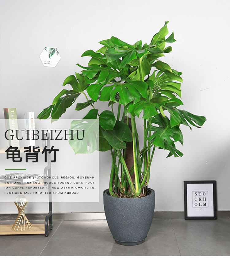 龟背竹大型盆栽水培养植物室内客厅老桩开背大叶绿植好养四季常青