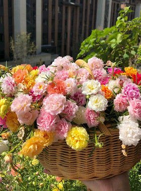 混色太阳花盆栽室内绿植物阳台桌面勤花带根带土松叶牡丹苗