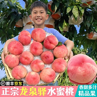 四川现摘新鲜龙泉驿水蜜桃当应季时令孕妇水果香甜多汁京东顺丰