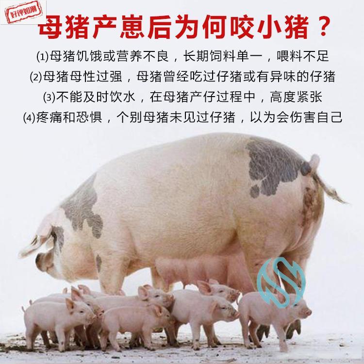 母猪防咬套仔猪猪嘴套防咬母猪嘴套马牛羊防吃东西猪用