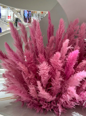 粉色芦苇干花网红景观花束婚庆商场橱窗装饰红色芦苇花室内外造景