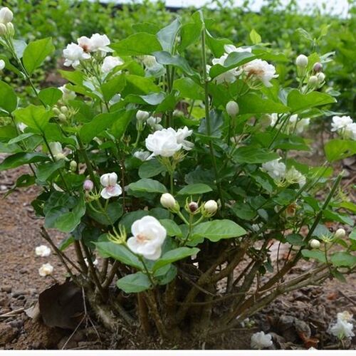 何家茉莉价格 多少钱