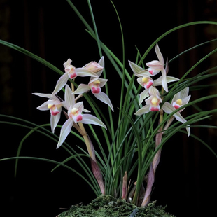 莲瓣兰水点桃花兰花国兰绿植园艺花卉盆栽好养易活浓香型室内红舌