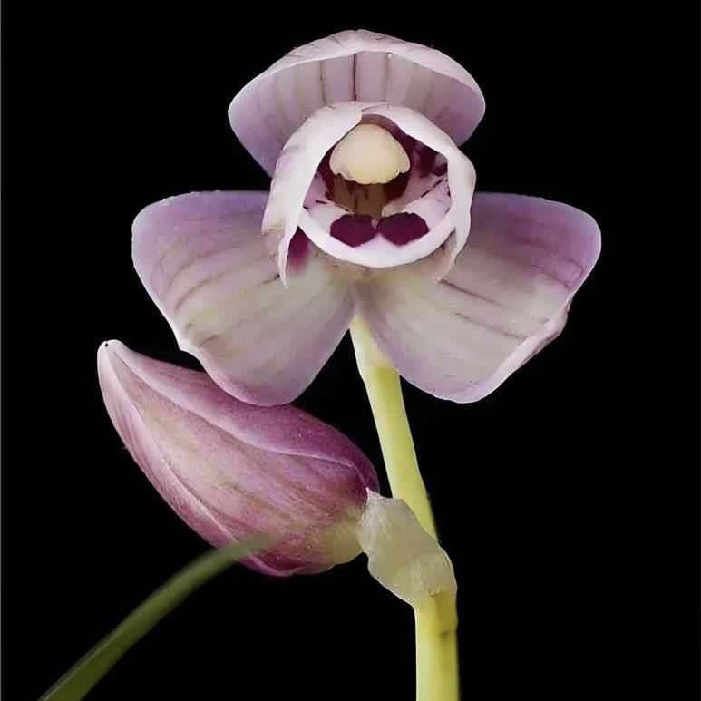 莲瓣兰玉鼎宏福兰花矮种荷瓣国兰绿植园艺花卉盆栽好养易活浓香型