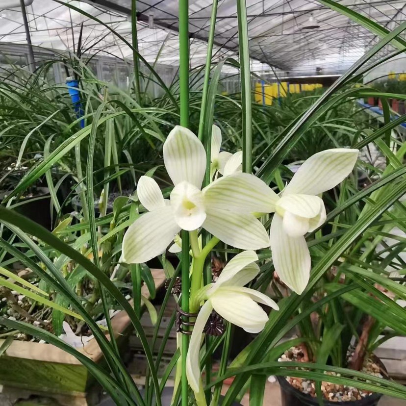 兰花莲瓣兰永怀素色花素心老种国兰铭品素贞绿植园艺花卉好养易活