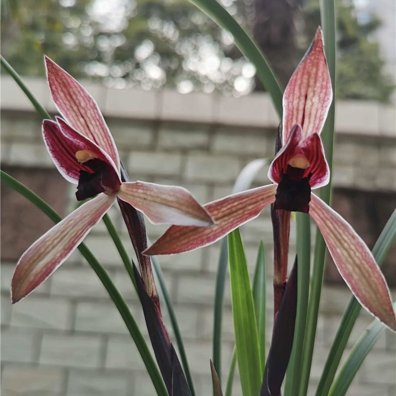 春兰紫阳素兰花传统国兰绿植园艺花卉盆栽浓香型阳台客厅好养易活