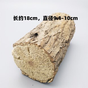 锹甲产卵木彩虹锹甲扁锹刀锹锯锹产卵木巴拉望巨扁苏门繁殖产房