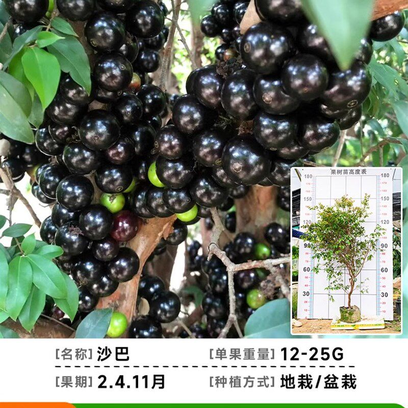 嘉宝果树大树树葡萄苗果树特大加宝果树名贵四季南方种植庭院盆栽