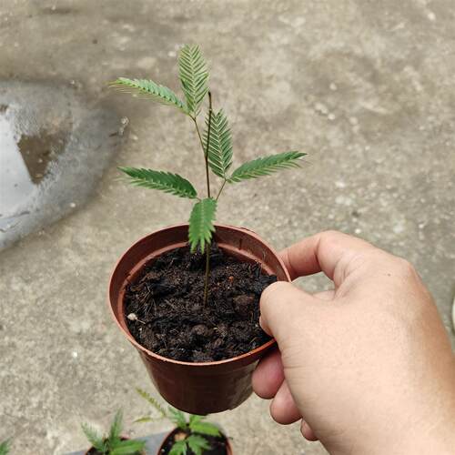 密叶猴耳环害羞猴中式庭院耐阴室内绿植网红小盆栽观赏植物