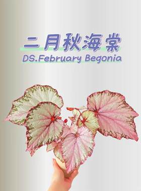 DS乌系品种 秋海棠 雅尔塔 狂欢节 暴风雪 大心 童话故事 女仆