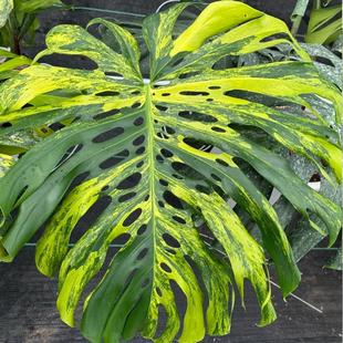 洒金龟背竹白锦龟背竹巴西龟背竹ME巨洞龟背竹短颈黄锦 一盆一拍