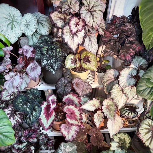 进口乌系DS/CA/NG -BEGONIA 四季蟆叶竹节球茎根茎秋海棠引种自繁