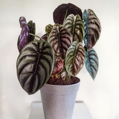 铜叶海芋 水培观叶南美雨林进口 ins风网红绿植热植喜阴观叶花