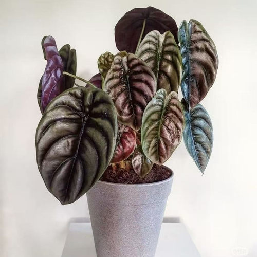 铜叶海芋 水培观叶南美雨林进口 ins风网红绿植热植喜阴观叶花