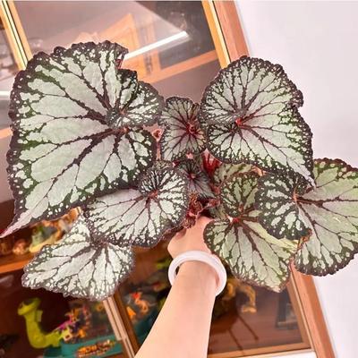 重彩蝶衣秋海棠蟆叶类  室内网红盆栽龙川萤火银伊度观叶赏花盆栽