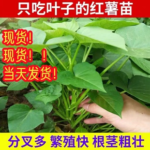 专吃叶子的红薯苗红薯尖苗种番薯叶苗食叶型红著苕尖食用山芋苗秧