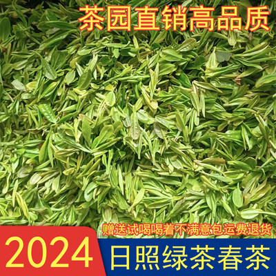 日照绿茶春茶2024年新茶茶园茶农直销山东绿特级头采豌豆鲜板栗香