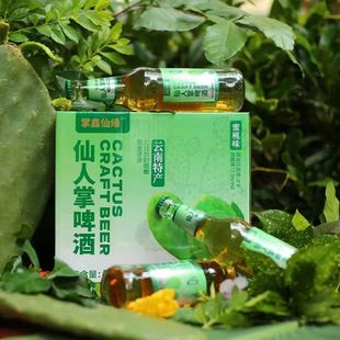 云南特产老式 甜啤酒玻璃瓶 仙人掌啤酒8度黄啤6瓶装