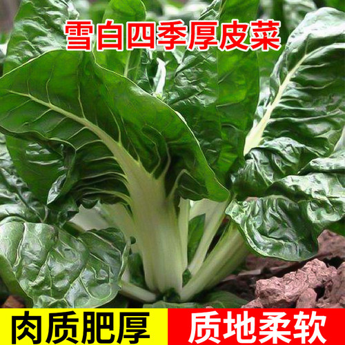 牛皮菜种籽雪白四季厚皮菜种子