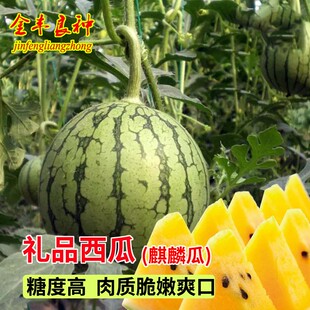花小宝西瓜种子花皮黄心黄肉早熟冰塘麒麟小西瓜籽水果种抗病抗裂