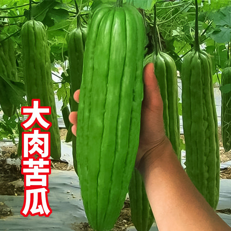苦瓜苗大肉苦瓜种子苦瓜秧苗凉瓜苗春季播长绿苦瓜籽高产蔬菜种孑