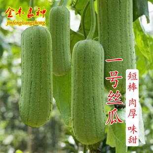 丝瓜种子苗秧丝瓜络苗高产早熟短棒肉丝瓜苗水瓜苗种籽四季蔬菜种