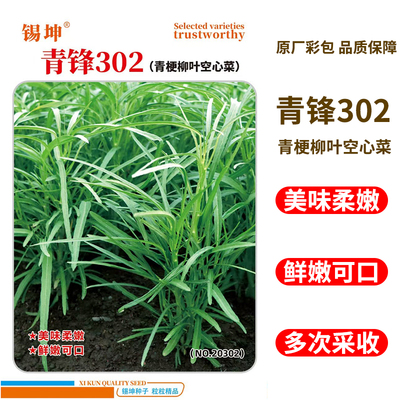 空心菜种子青梗柳叶空心菜种籽通心菜蕹菜种孑四季蔬菜种子籽苗秧