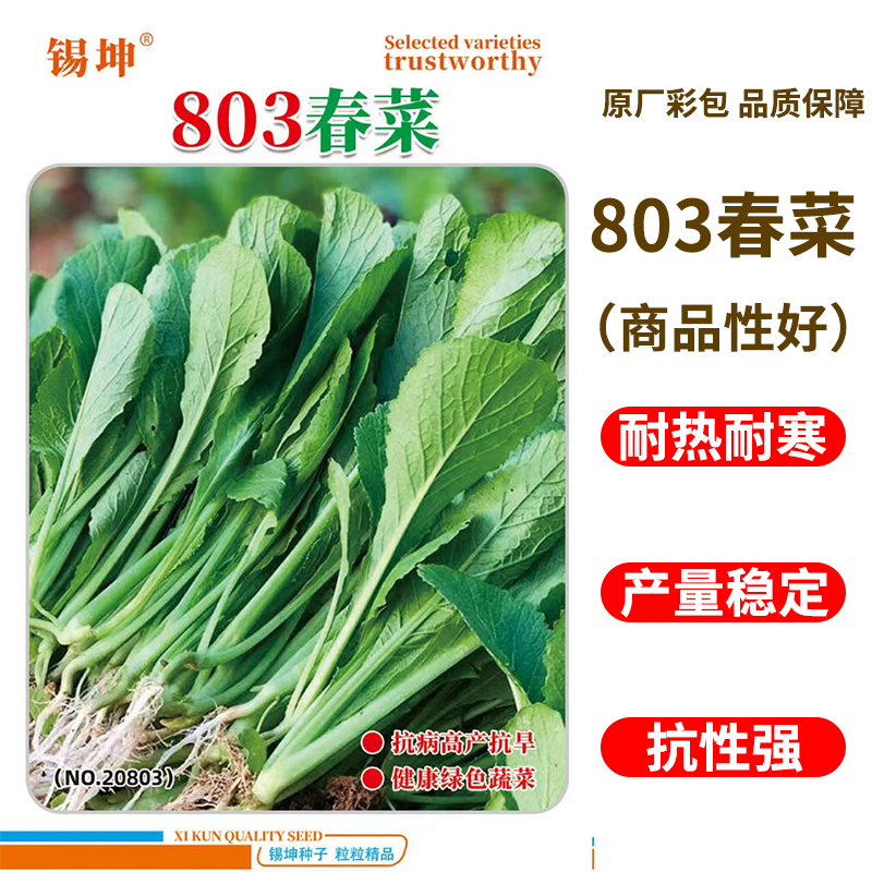 春菜种子潮汕揭阳大叶甜春菜种子四季小苦菜种籽小芥菜籽蔬菜种子