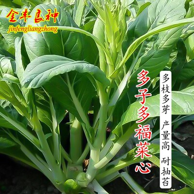 多子多福甜菜心种子四季油菜心青