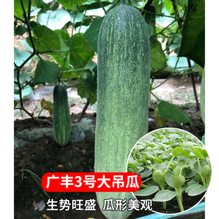 黄瓜苗大全秧苗大吊瓜苗秧苗种籽高产青瓜秧苗阳台盆栽四季蔬菜籽