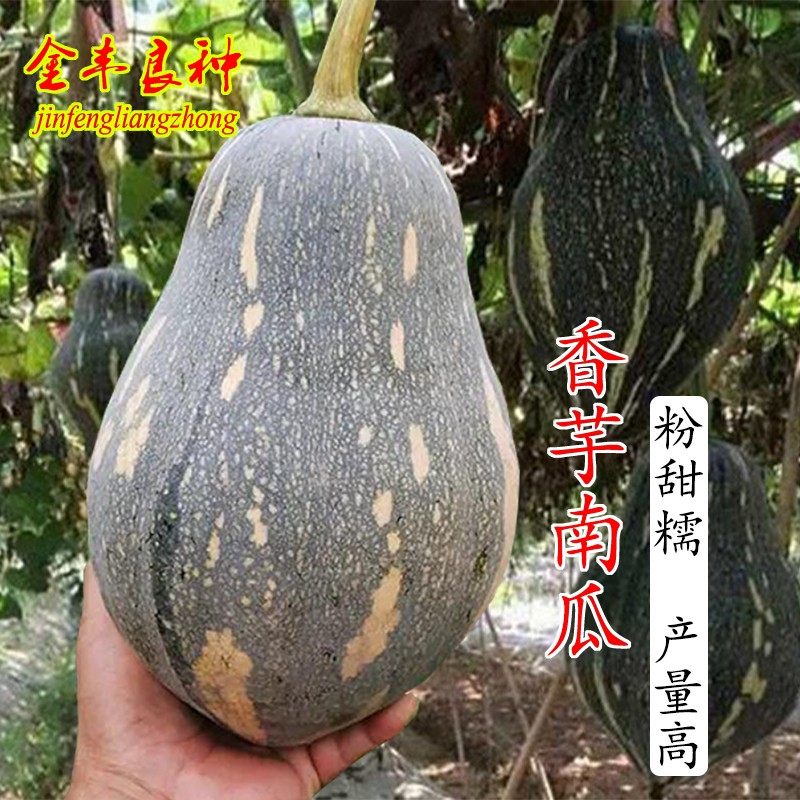 香芋南瓜苗种籽子南瓜籽小南瓜春秋季四季播大田农家盆栽蔬菜种孑