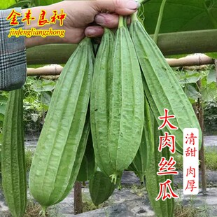 大肉丝瓜种子丝瓜种籽苗八棱菱角瓜春秋季耐热高产四季盆栽蔬菜苗