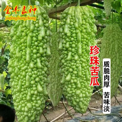 珍珠苦瓜苗秧种子春季广东苦瓜种籽凉瓜苗籽耐热高产四季蔬菜种孑
