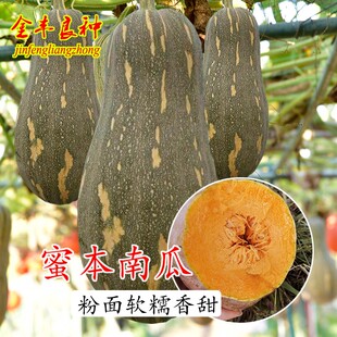 蜜本南瓜苗种子瓜苗菜苗高产密本南瓜种籽春季种菜园农家蔬菜种孑