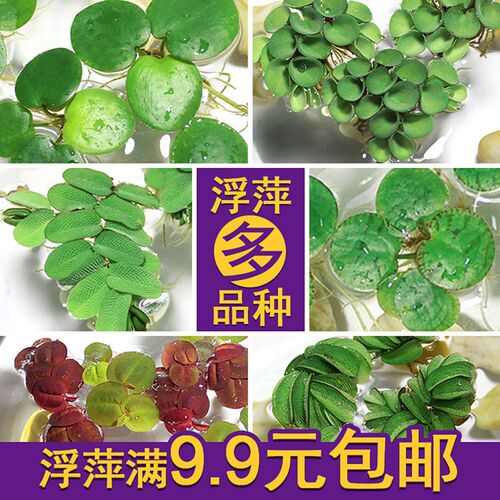 鱼池水生植物质量怎么样 鱼池水生植物口碑怎么样 小麦优选