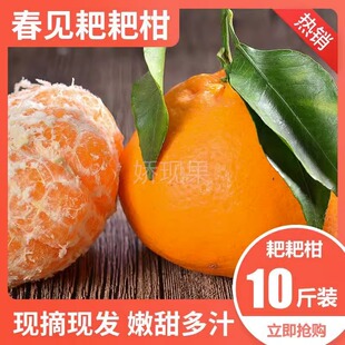 四川春见耙耙柑特级粑粑柑10斤橘子甜当季整箱新鲜水果丑柑桔包邮