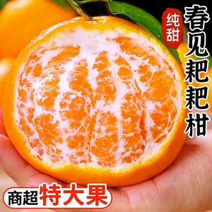 四川春见耙耙柑新鲜水果丑柑桔特级粑粑柑10斤橘子甜当季整箱包邮