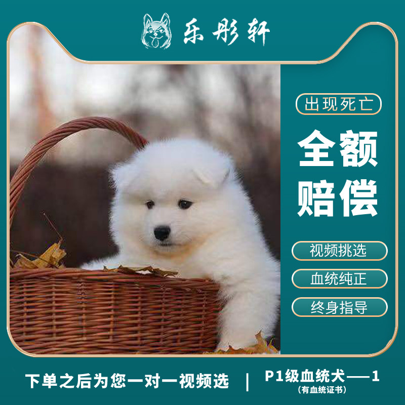 萨摩耶幼犬 宠物狗萨摩耶