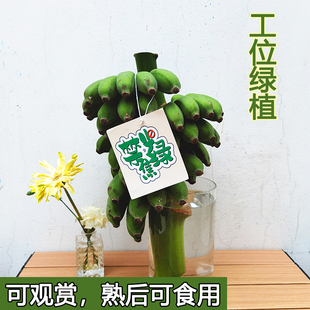 整串水培香蕉花禁止蕉绿新鲜真芭蕉香蕉焦虑插花拒绝蕉绿观赏绿植